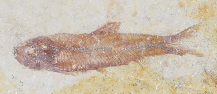 Knightia Fossil Fish - Wyoming #60868
